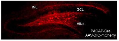 The Role of Pituitary Adenylate Cyclase-Activating Polypeptide (PACAP) Signaling in the Hippocampal Dentate Gyrus